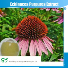 100% natürliche 4% Polyphenole UV / Echinacea Purpurea Extrakt